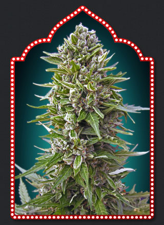 AUTOFLORACION COLLECTION #2 - 6 UNIDADES FEMINIZADAS - 00 SEEDS - SEMILLAS