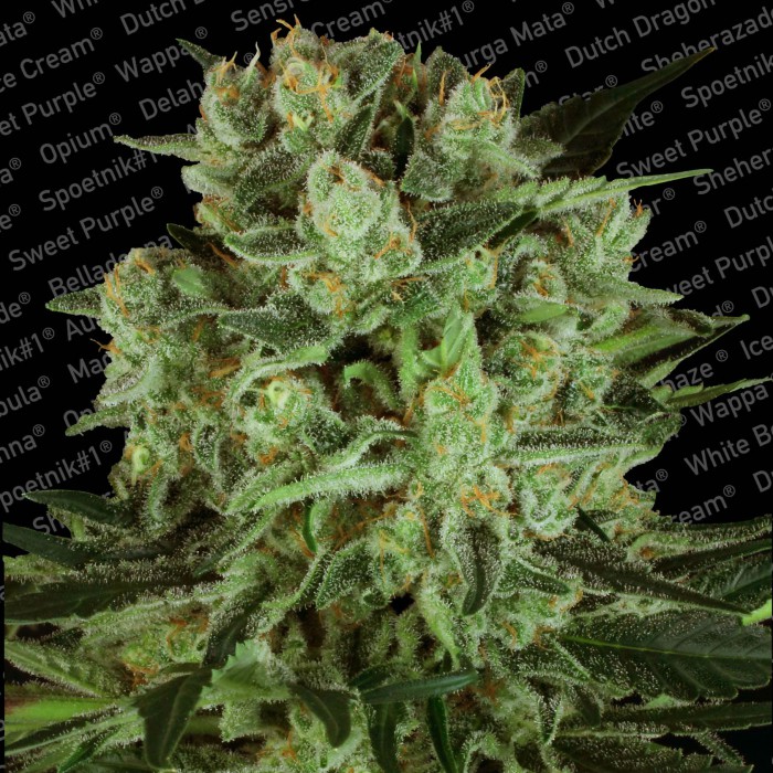 DURGA MATA II CBD - 3 UNIDADES FEMINIZADAS - PARADISE SEEDS - SEMILLAS