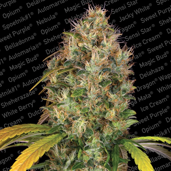 DUTCH KUSH - 3 UNIDADES FEMINIZADAS - PARADISE SEEDS - SEMILLAS