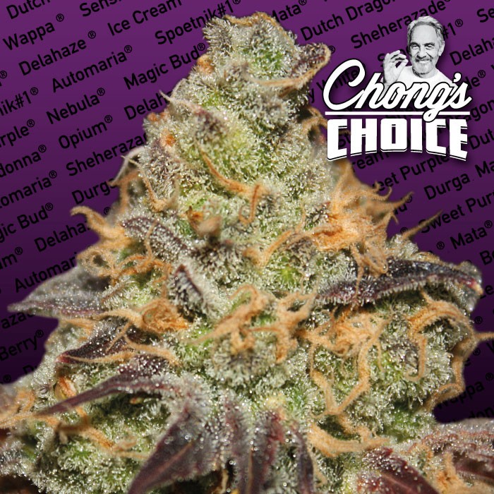BLUE KUSH BERRY - 3 UNIDADES FEMINIZADAS - PARADISE SEEDS - SEMILLAS