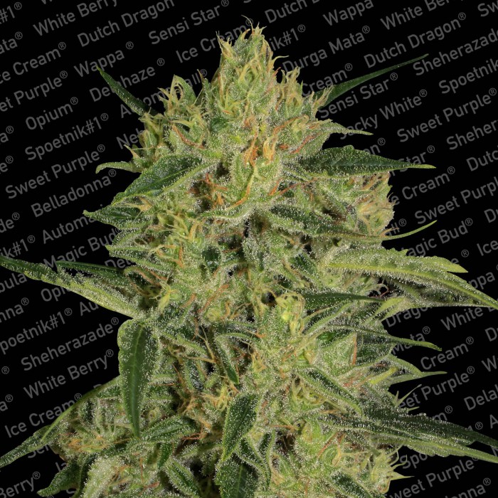 NEBULA II CBD - 5 UNIDADES FEMINIZADAS - PARADISE SEEDS - SEMILLAS