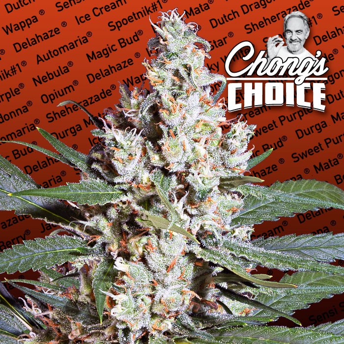 L.A. AMNESIA - 5 UNIDADES FEMINIZADAS - PARADISE SEEDS - SEMILLAS