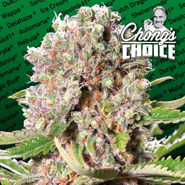 MENDOCINO SKUNK - 10 UNIDADES FEMINIZADAS - PARADISE SEEDS - SEMILLAS