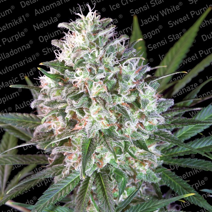 SPACE COOKIES - 10 UNIDADES FEMINIZADAS - PARADISE SEEDS - SEMILLAS