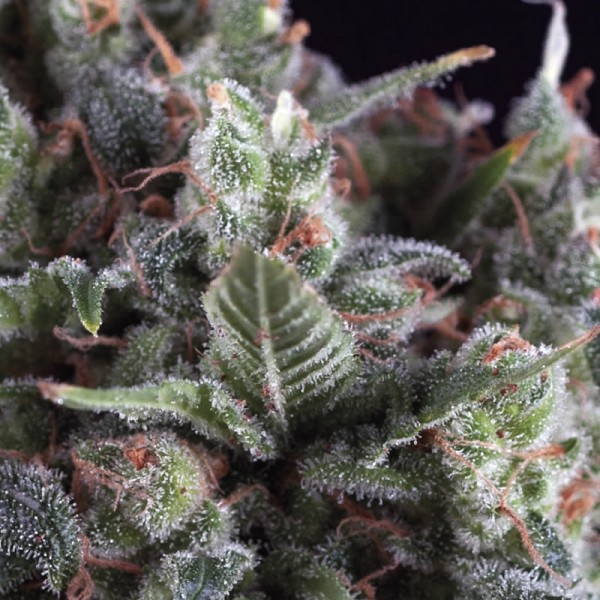 OLYMPIA - 1 UNIDAD FEMINIZADA - PYRAMID SEEDS - SEMILLAS