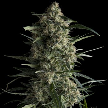 GALAXY CBD - 3 UNIDADES FEMINIZADAS - PYRAMID SEEDS - SEMILLAS