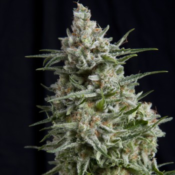 ANESTHESIA CBD - 3 UNIDADES FEMINIZADAS - PYRAMID SEEDS - SEMILLAS