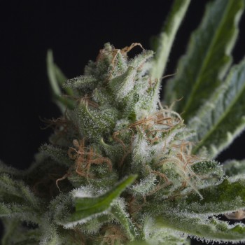 SHARK CBD - 3 UNIDADES FEMINIZADAS - PYRAMID SEEDS - SEMILLAS