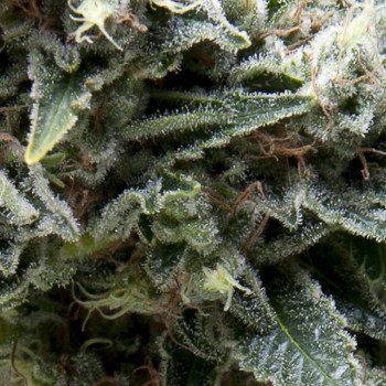 AUTO NEW YORK CITY CBD - 3 UNIDADES FEMINIZADAS - PYRAMID SEEDS - SEMILLAS