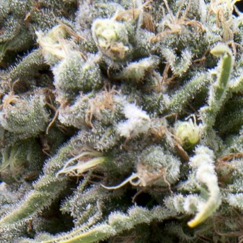 AUTO WHITE WIDOW CBD - 3 UNIDADES FEMINIZADAS - PYRAMID SEEDS - SEMILLAS