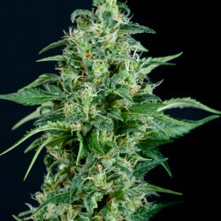 5 UND FEM - KRYPTONITE - - PYRAMID SEEDS - SEMILLAS