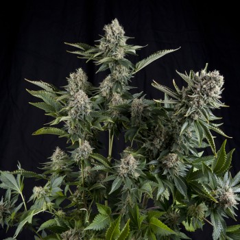 WHITE WIDOW CBD - 5 UNIDADES FEMINIZADAS - PYRAMID SEEDS - SEMILLAS