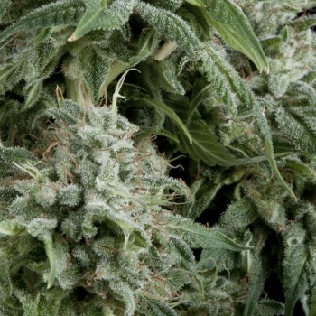 AUTO NORTHERN LIGHTS CBD - 5 UNIDADES FEMINIZADAS - PYRAMID SEEDS - SEMILLAS