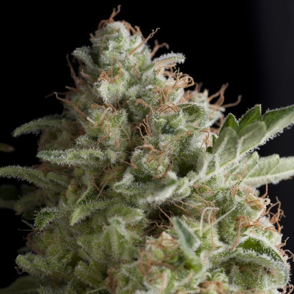 AMERICAN PIE - - PYRAMID SEEDS - SEMILLAS