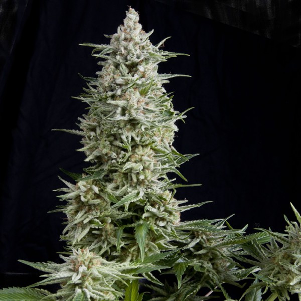 AMNESIA GOLD - 100 UNIDADES FEMINIZADAS - PYRAMID SEEDS - SEMILLAS
