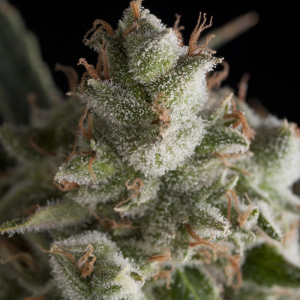 FRESH CANDY - 100 UNIDADES FEMINIZADAS - PYRAMID SEEDS - SEMILLAS