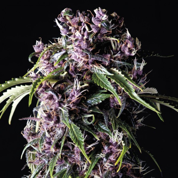 PURPLE - 100 UNIDADES FEMINIZADAS - PYRAMID SEEDS - SEMILLAS