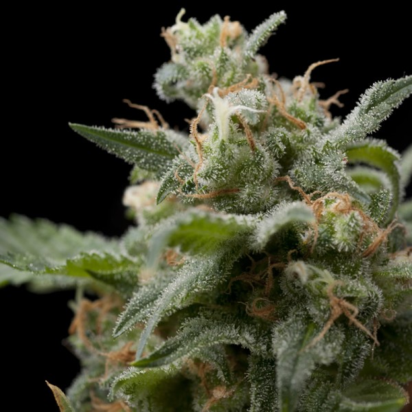 SUPER HASH - 100 UNIDADES FEMINIZADAS - PYRAMID SEEDS - SEMILLAS
