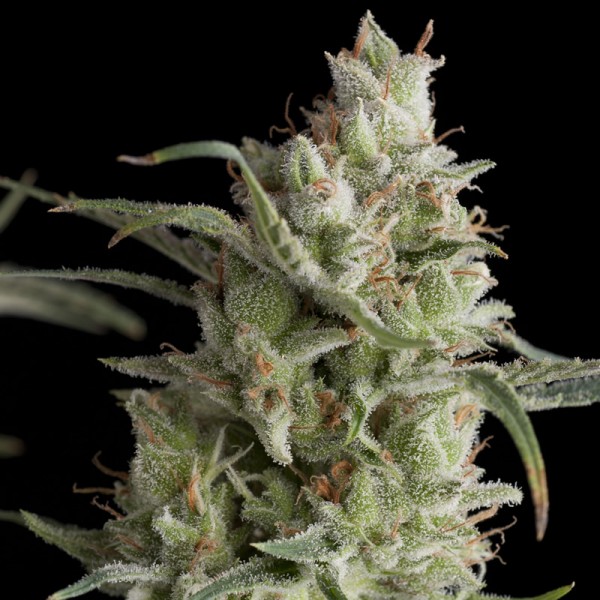 SUPER OG KUSH - 100 UNIDADES FEMINIZADAS - PYRAMID SEEDS - SEMILLAS