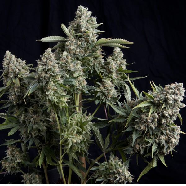 TUTANKHAMON - 100 UNIDADES FEMINIZADAS - PYRAMID SEEDS - SEMILLAS