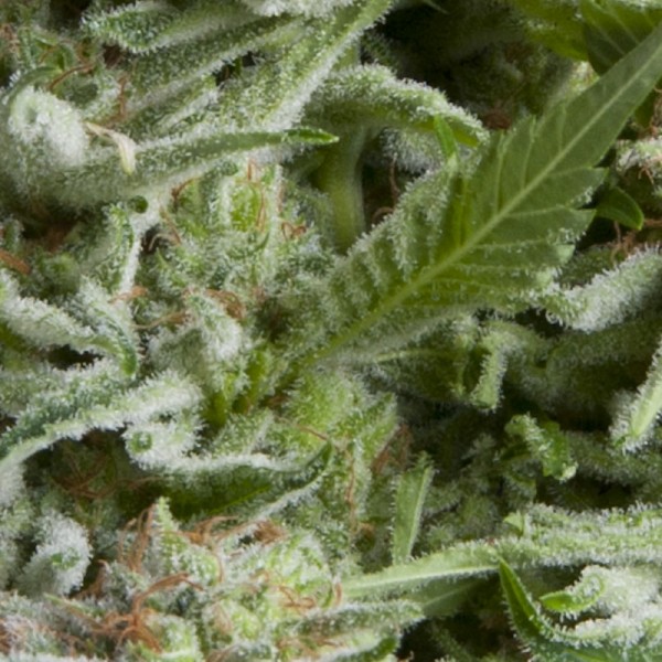AUTO ALPUJARREÑA - 100 UNIDADES FEMINIZADAS - PYRAMID SEEDS - SEMILLAS