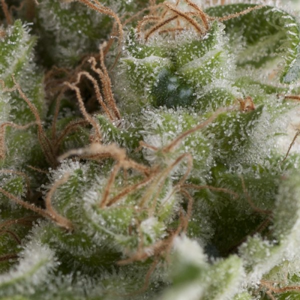 AUTO AMERICAN PIE - 100 UNIDADES FEMINIZADAS - PYRAMID SEEDS - SEMILLAS