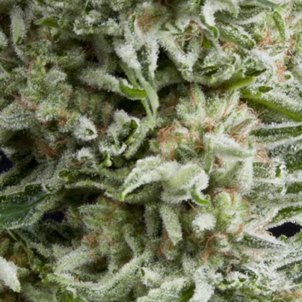 AUTO AMNESIA GOLD - 100 UNIDADES FEMINIZADAS - PYRAMID SEEDS - SEMILLAS