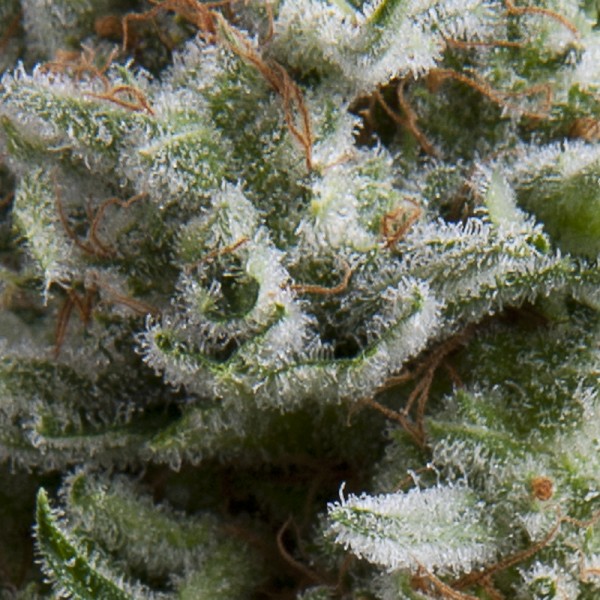 AUTO ANESTHESIA - 100 UNIDADES FEMINIZADAS - PYRAMID SEEDS - SEMILLAS