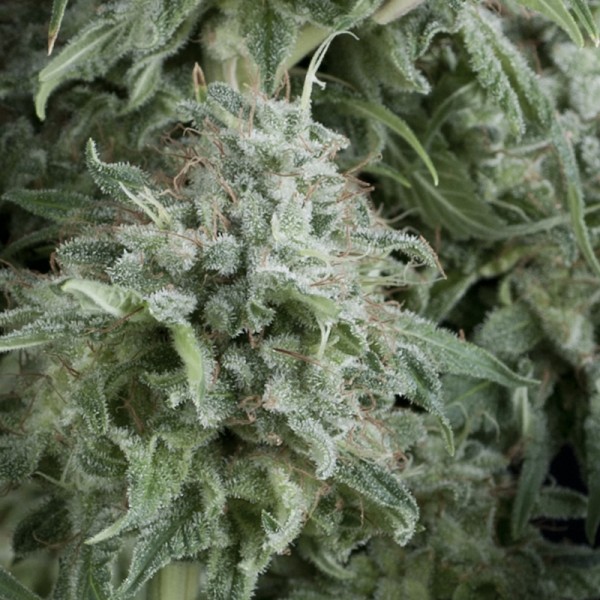 AUTO ANUBIS - 100 UNIDADES FEMINIZADAS - PYRAMID SEEDS - SEMILLAS