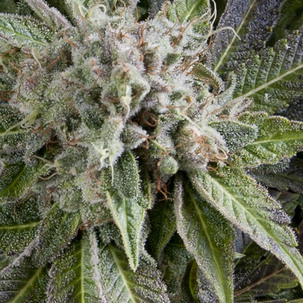 AUTO BLUE PYRAMID - 100 UNIDADES FEMINIZADAS - PYRAMID SEEDS - SEMILLAS