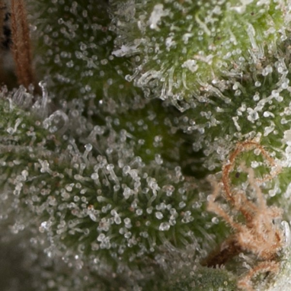 AUTO FRESH CANDY - 100 UNIDADES FEMINIZADAS - PYRAMID SEEDS - SEMILLAS