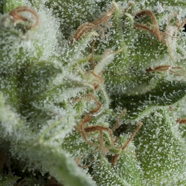 AUTO KRYPTONITE - 100 UNIDADES FEMINIZADAS - PYRAMID SEEDS - SEMILLAS