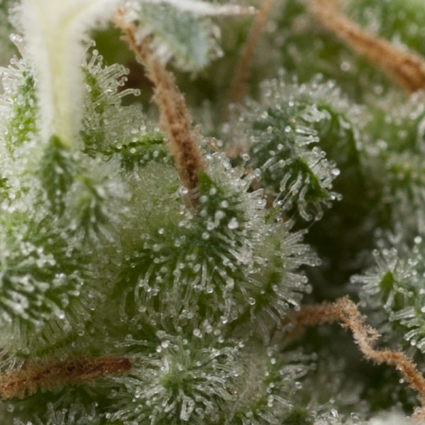 AUTO SUPER HASH - 100 UNIDADES FEMINIZADAS - PYRAMID SEEDS - SEMILLAS