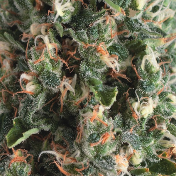 AUTO SUPER OG KUSH - 100 UNIDADES FEMINIZADAS - PYRAMID SEEDS - SEMILLAS