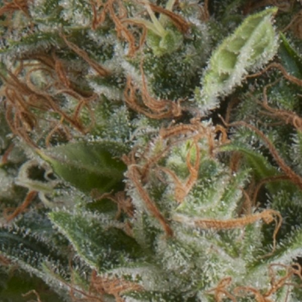 AUTO WEMBLEY - 100 UNIDADES FEMINIZADAS - PYRAMID SEEDS - SEMILLAS