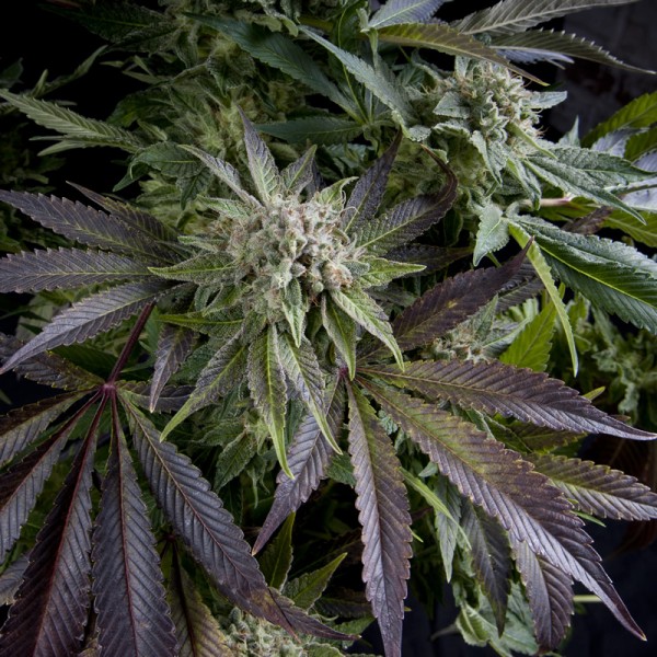 BLUE PYRAMID - 50 UNIDADES FEMINIZADAS - PYRAMID SEEDS - SEMILLAS
