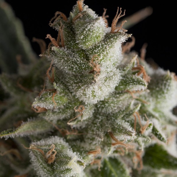 FRESH CANDY - 50 UNIDADES FEMINIZADAS - PYRAMID SEEDS - SEMILLAS