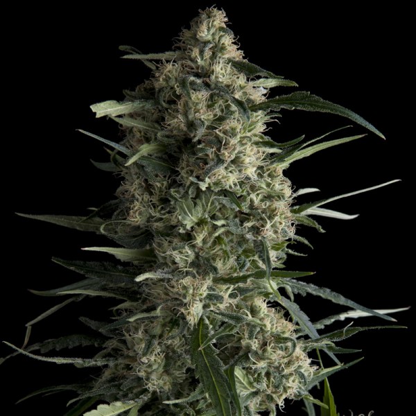 GALAXY - 50 UNIDADES FEMINIZADAS - PYRAMID SEEDS - SEMILLAS