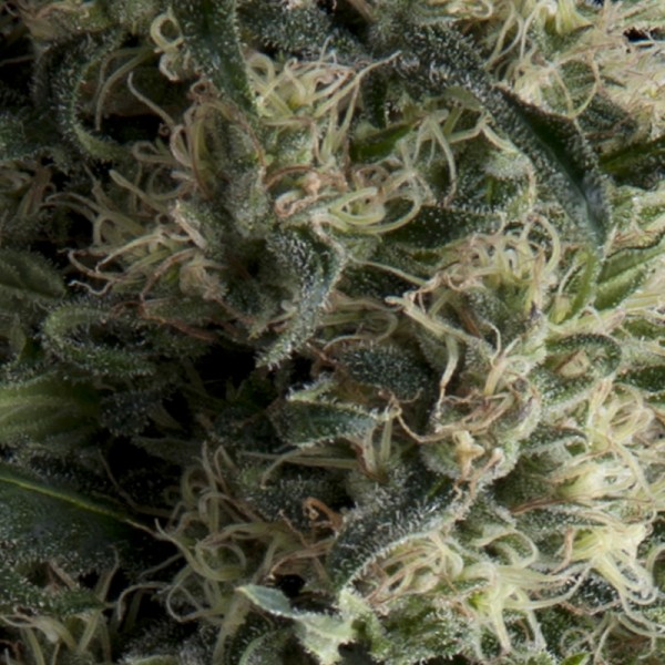 AUTO GALAXY - 50 UNIDADES FEMINIZADAS - PYRAMID SEEDS - SEMILLAS