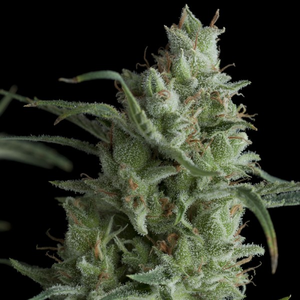 KRYPTONITE - 50 UNIDADES FEMINIZADAS - PYRAMID SEEDS - SEMILLAS