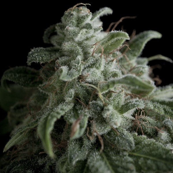 NEFERTITI - 50 UNIDADES FEMINIZADAS - PYRAMID SEEDS - SEMILLAS