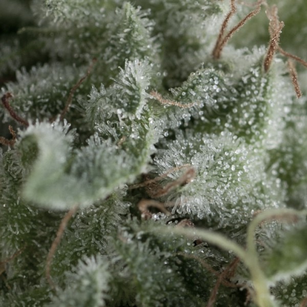 AUTO NEFERTITI - 50 UNIDADES FEMINIZADAS - PYRAMID SEEDS - SEMILLAS