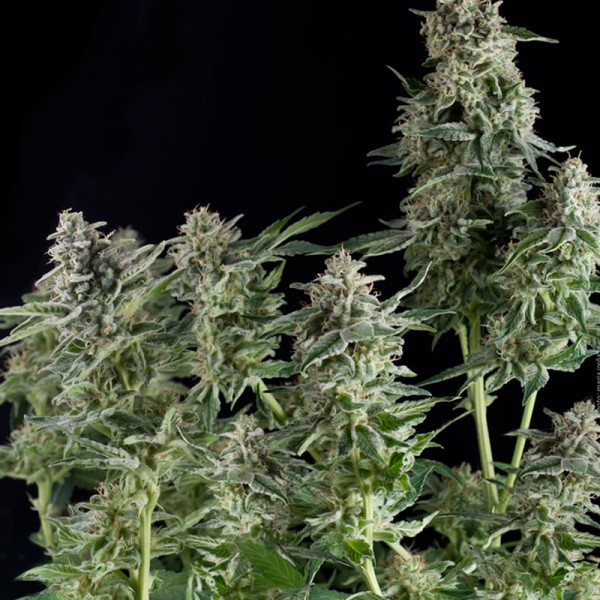 NORTHERN LIGHTS - 50 UNIDADES FEMINIZADAS - PYRAMID SEEDS - SEMILLAS