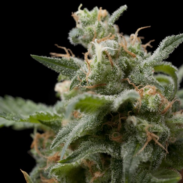 SUPER HASH - 50 UNIDADES FEMINIZADAS - PYRAMID SEEDS - SEMILLAS