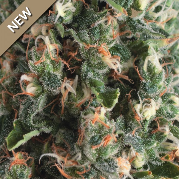 AUTO SUPER OG KUSH - 50 UNIDADES FEMINIZADAS - PYRAMID SEEDS - SEMILLAS
