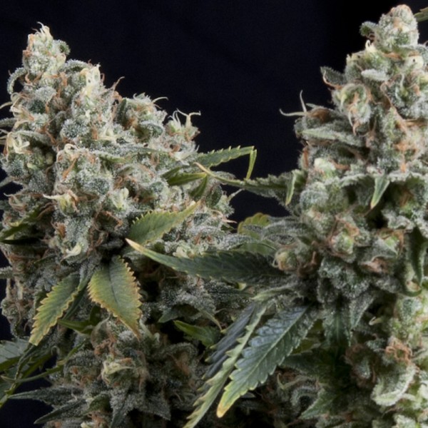 AUTO TUTANKHAMON - 50 UNIDADES FEMINIZADAS - PYRAMID SEEDS - SEMILLAS