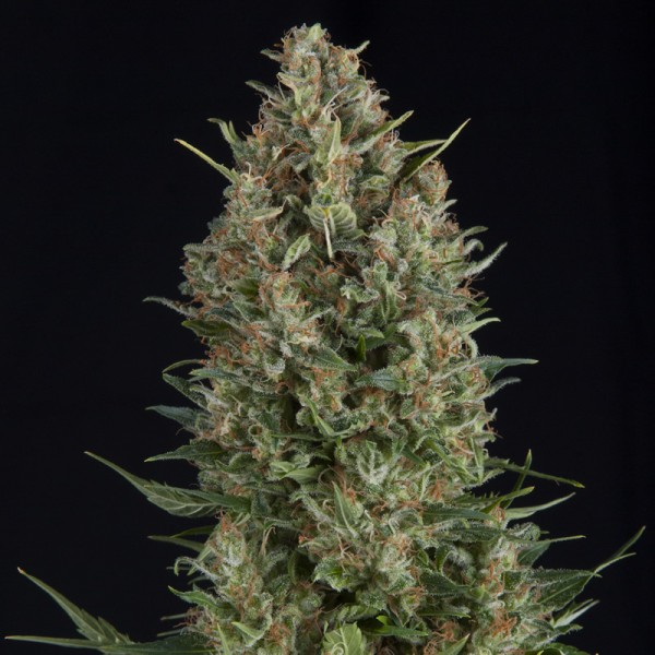 WEMBLEY - 50 UNIDADES FEMINIZADAS - PYRAMID SEEDS - SEMILLAS