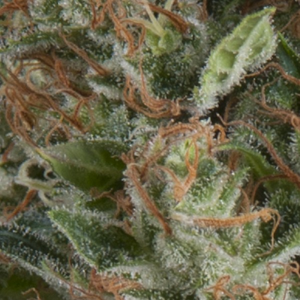 AUTO WEMBLEY - 50 UNIDADES FEMINIZADAS - PYRAMID SEEDS - SEMILLAS