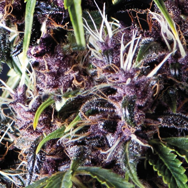 AUTO PURPLE - 50 UNIDADES FEMINIZADAS - PYRAMID SEEDS - SEMILLAS