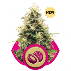 SOMANGO XL - 1 UNIDAD FEMINIZADA - ROYAL QUEEN - SEMILLAS